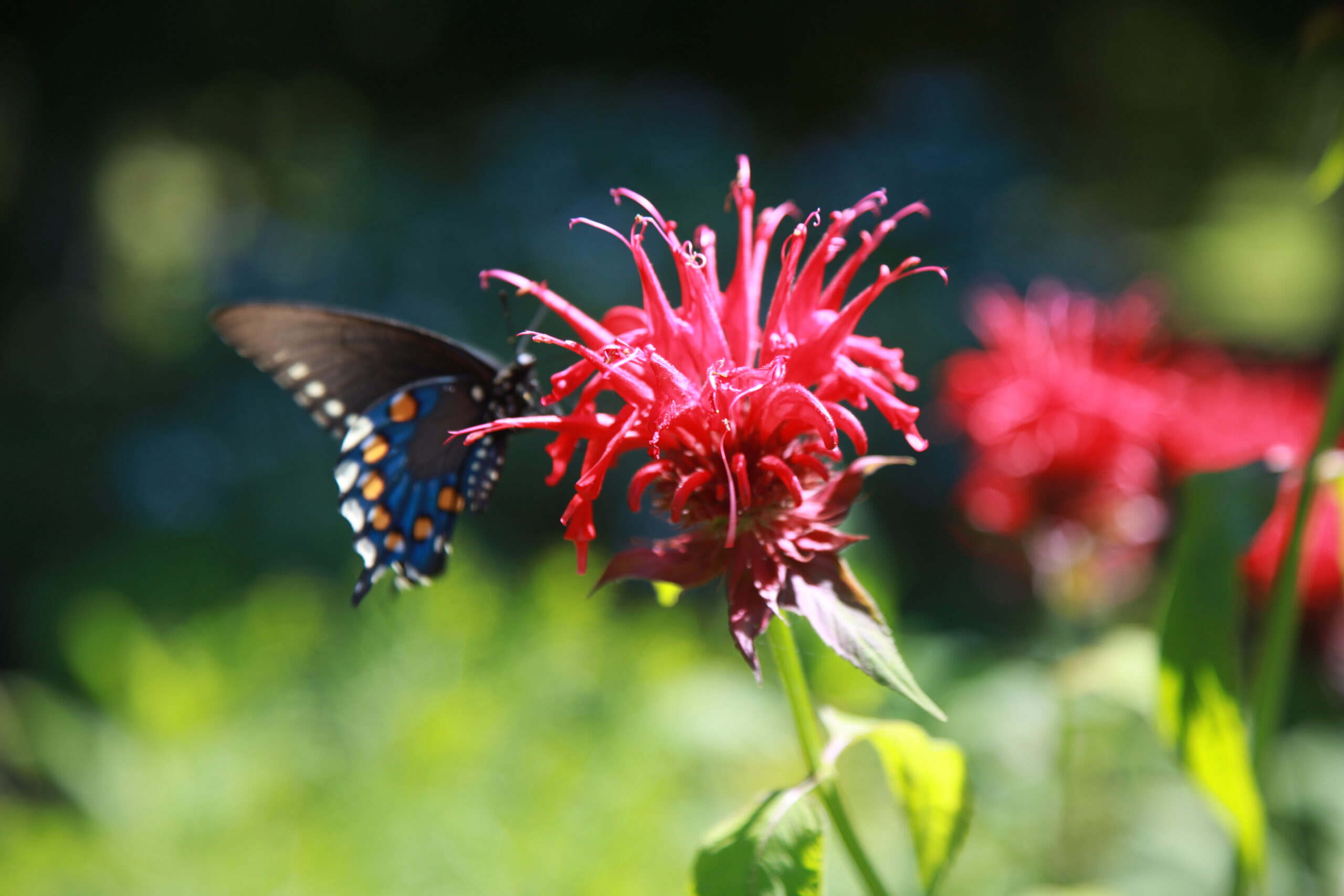 Pipevine Swallowtail on Bee Balm
