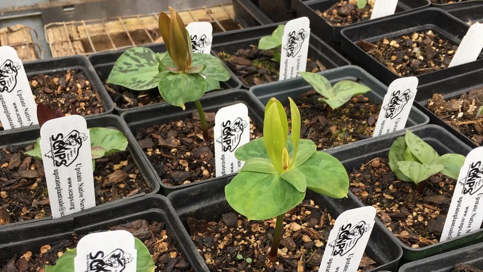 seedlings with South Carolina Native Plant Sale labels