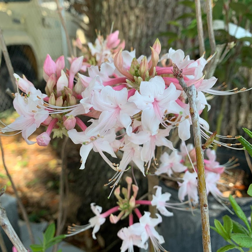 Piedmont azalea - Rhododendron canescens