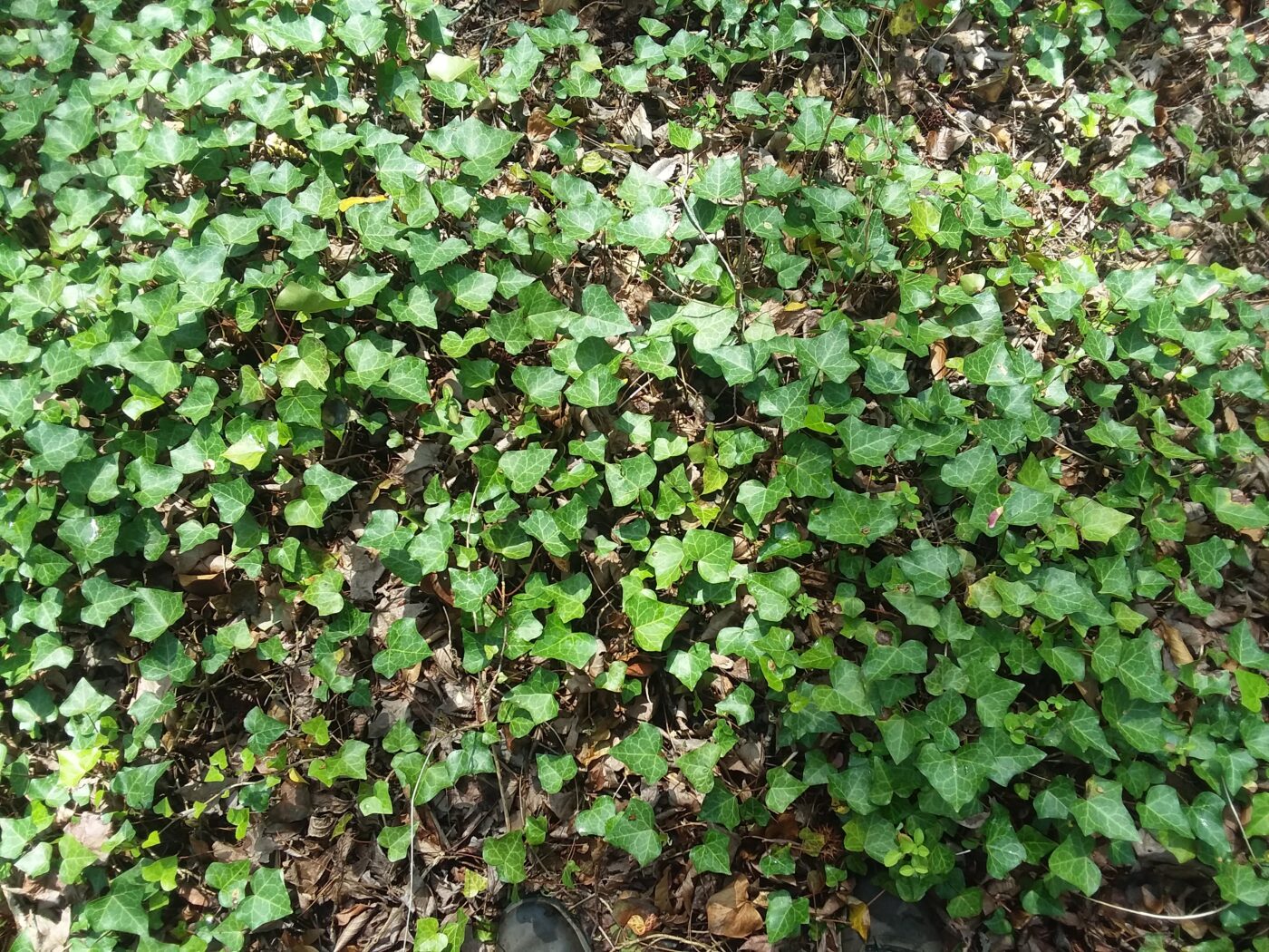 Invasive species: English Ivy