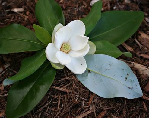 sweet bay magnolia - Magnolia virginiana