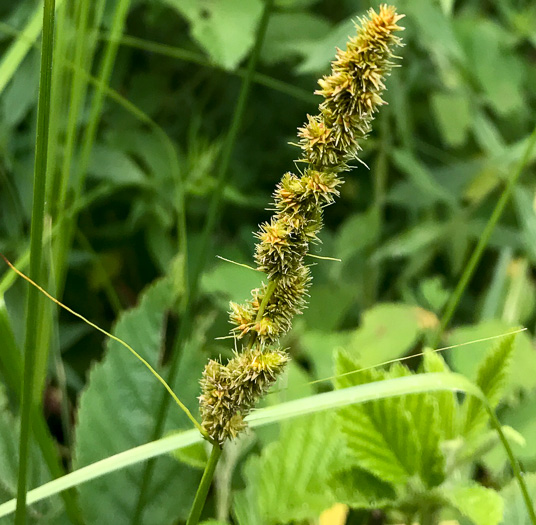 fox sedge - Carex vulpinoidea