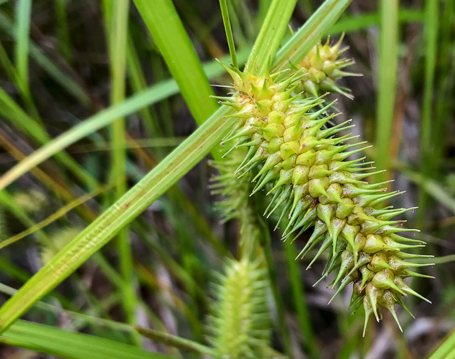 sallow sedge - Carex lurida