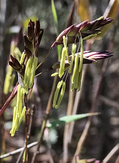 small cane - Arundinaria tecta