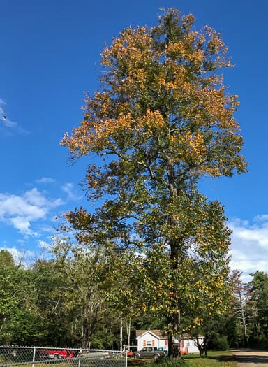 American persimmon - Diospyros virginiana