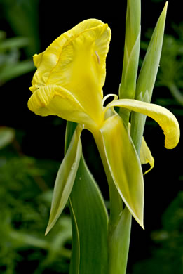 yellow canna - Canna flaccida