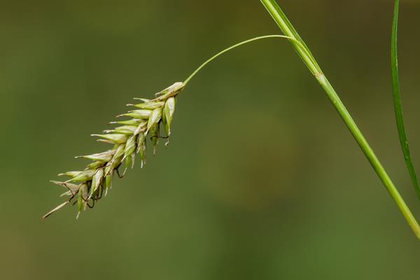 Cherokee sedge - Carex cherokeensis