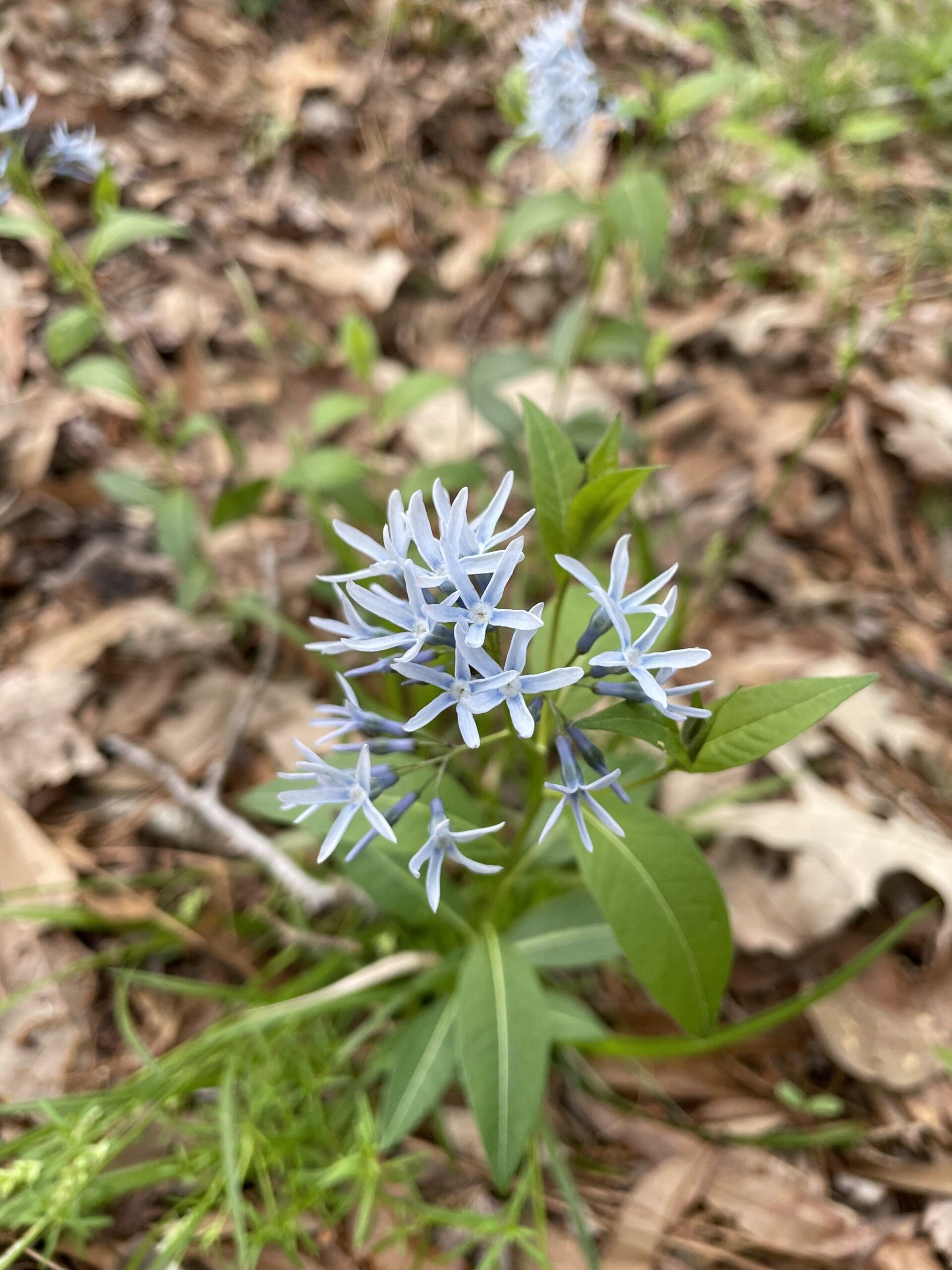 wideleaf blue-stars - Amsonia tabernaemontana