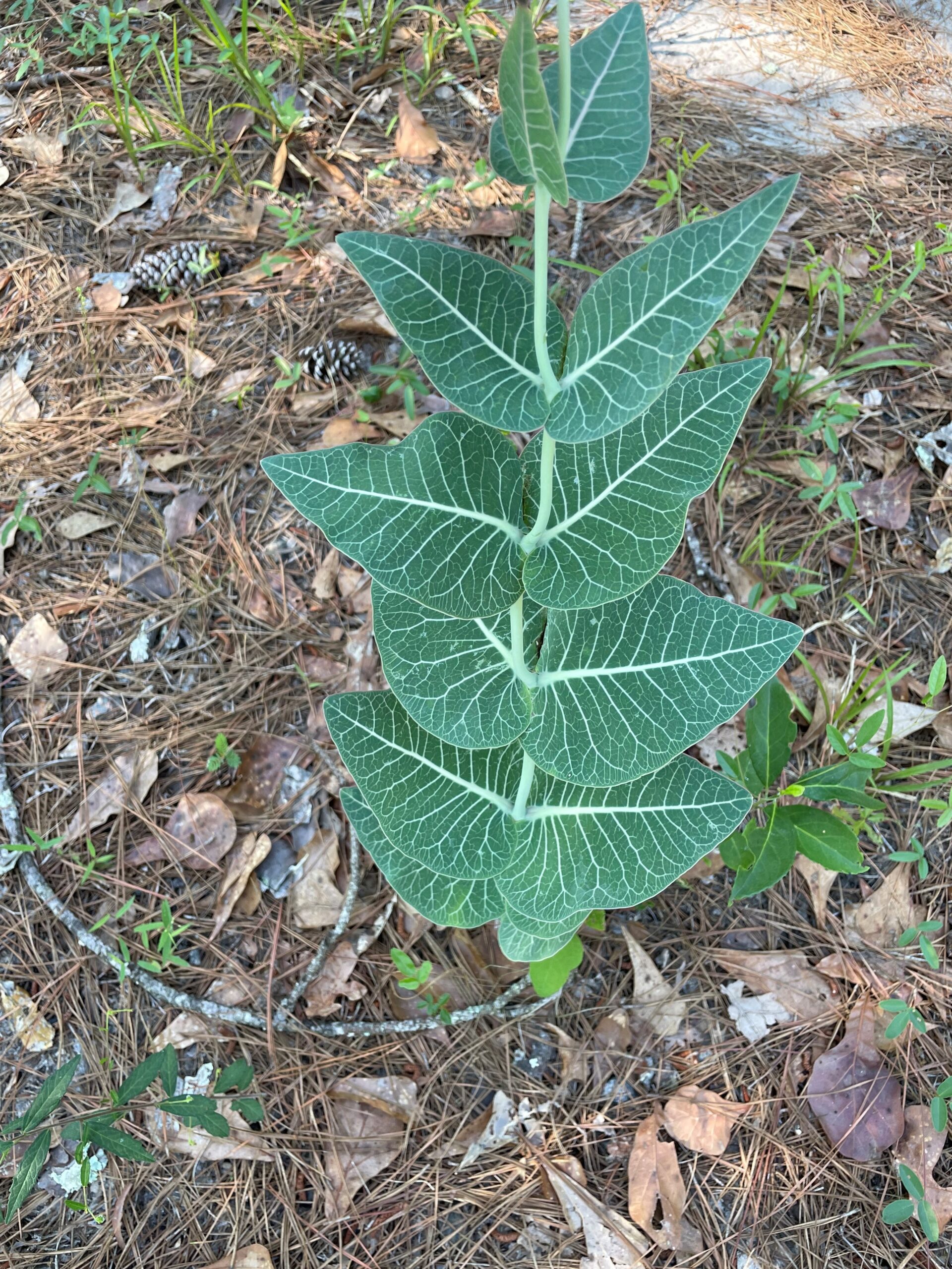 sandhill milkweed - Asclepias humistrata