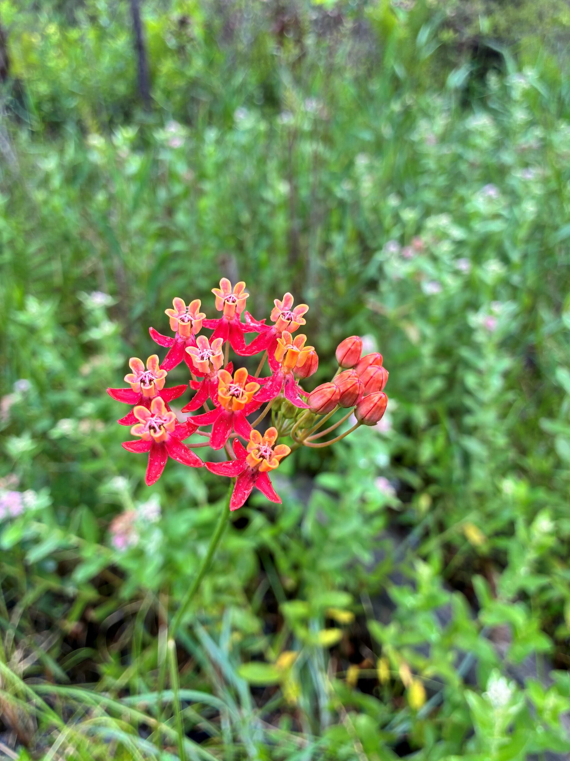 few-flowered milkweed - Asclepias lanceolata