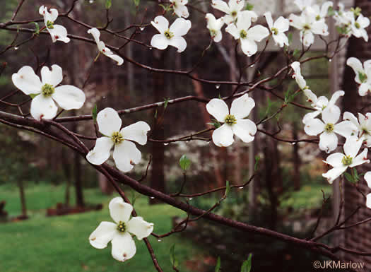 flowering dogwood - Benthamidia florida