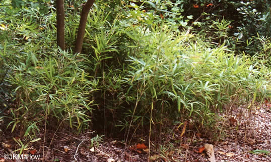 giant cane - Arundinaria gigantea