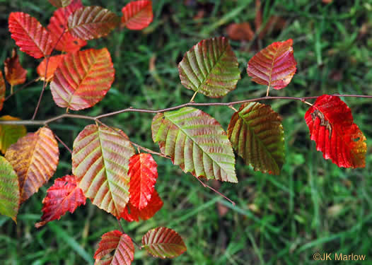 American hornbeam - Carpinus caroliniana