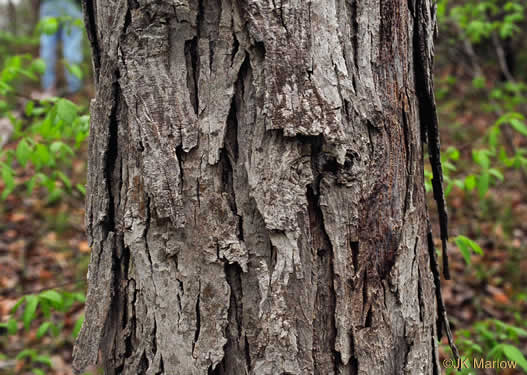 shagbark hickory - Carya ovata
