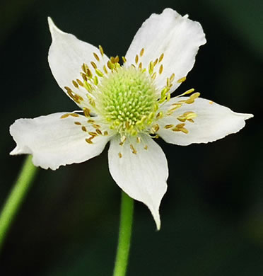 tall anemone - Anemone virginiana