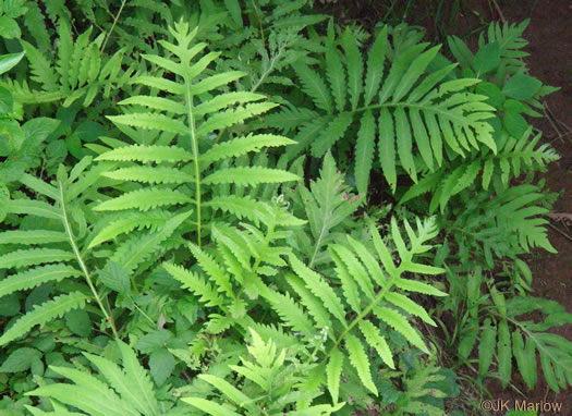 sensitive fern - Onoclea sensibilis