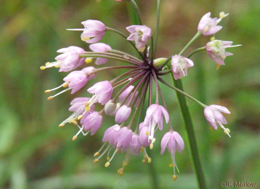 nodding onion - Allium cernuum