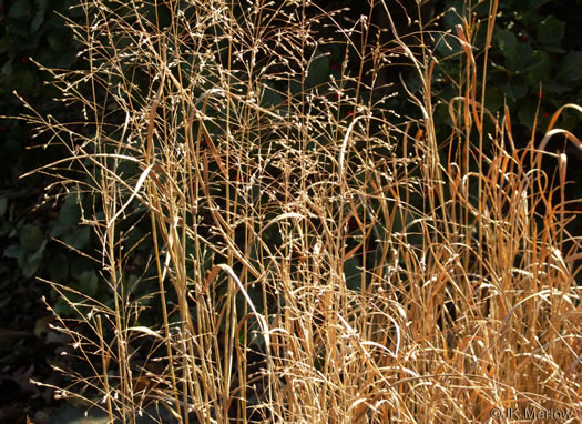 switchgrass - Panicum virgatum
