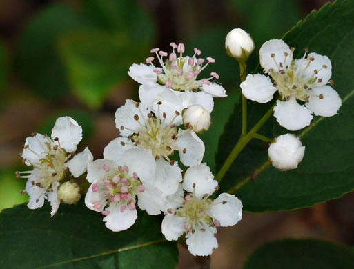black chokeberry - Aronia melanocarpa