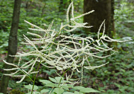 eastern goat's beard - Aruncus dioicus