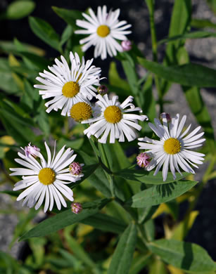 false aster - Boltonia asteroides