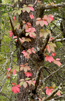 Virginia creeper - Parthenocissus quinquefolia