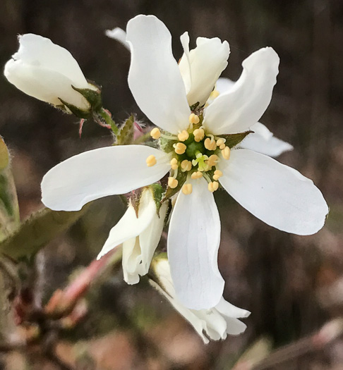 eastern serviceberry - Amelanchier canadensis