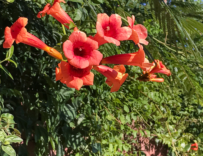 trumpet creeper - Campsis radicans