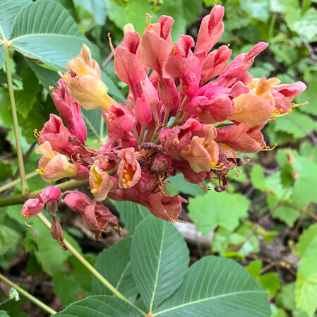 painted buckeye - Aesculus sylvatica