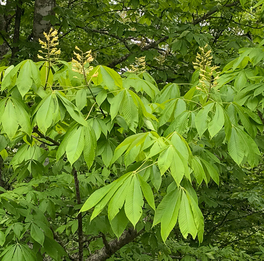 yellow buckeye - Aesculus flava