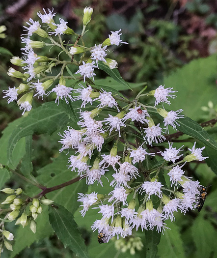 common white snakeroot - Ageratina altissima