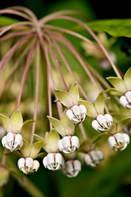 tall milkweed - Asclepias exaltata