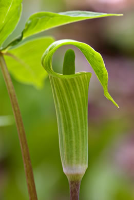 Jack-in-the-pulpit - Arisaema triphyllum