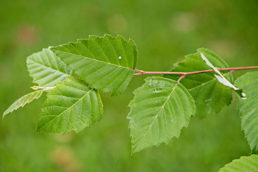 river birch - Betula nigra