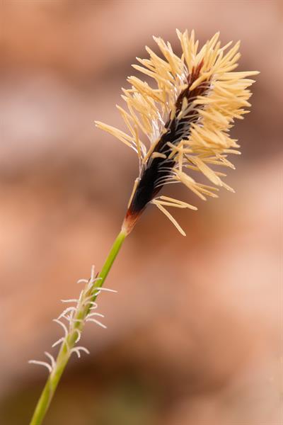 plantainleaf sedge - Carex plantaginea