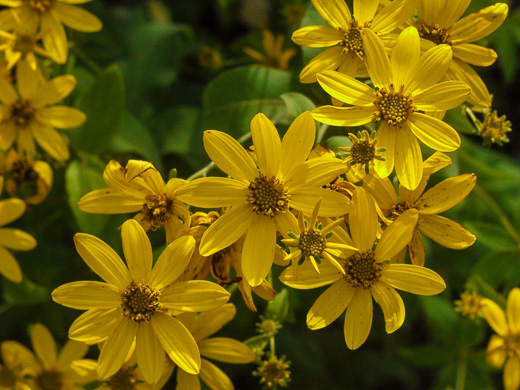 greater tickseed - Coreopsis major
