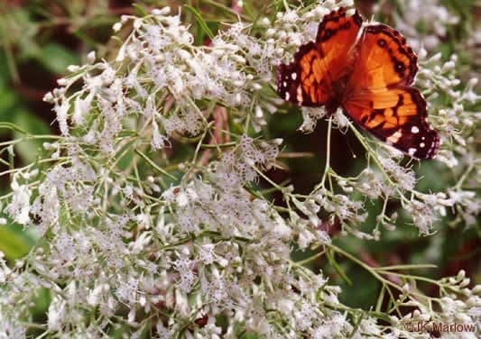 hyssopleaf eupatorium - Eupatorium hyssopifolium