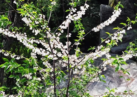common silverbell - Halesia tetraptera