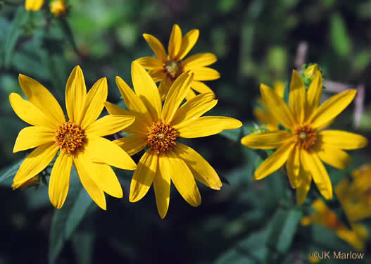 woodland sunflower - Helianthus divaricatus