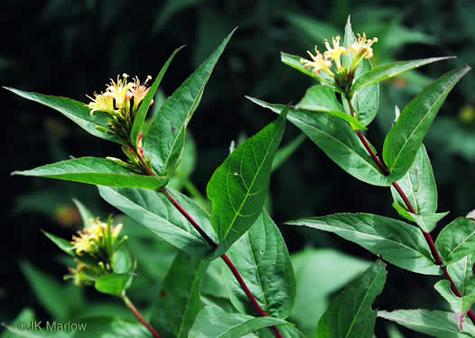smooth southern bush-honeysuckle - Diervilla sessilifolia