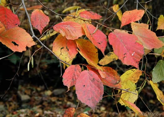 American hazelnut - Corylus americana