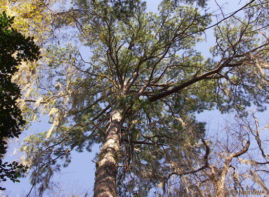 loblolly pine - Pinus taeda