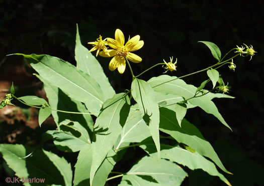 whiteleaf sunflower - Helianthus glaucophyllus