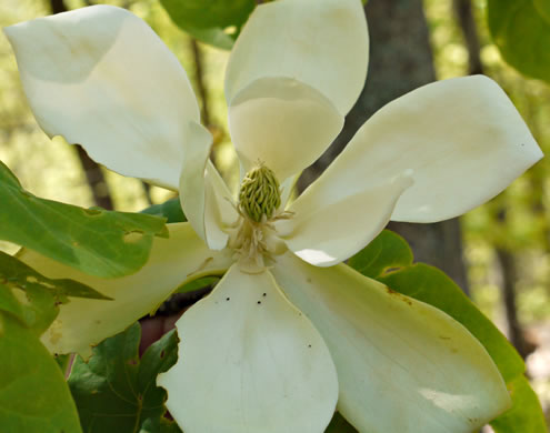 Fraser magnolia - Magnolia fraseri