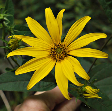 forest sunflower - Helianthus decapetalus