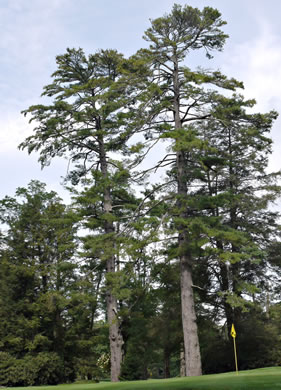eastern white pine - Pinus strobus