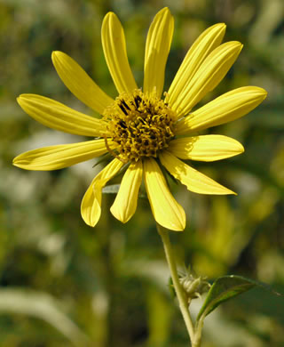 tuberous sunflower - Helianthus giganteus