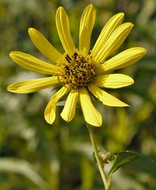 tuberous sunflower - Helianthus giganteus