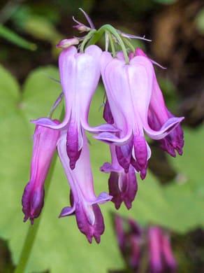 wild bleeding heart - Dicentra eximia