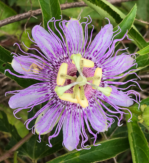 purple passion flower - Passiflora incarnata